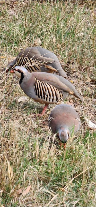 Chuckar Partridge