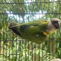 Senegal parrot