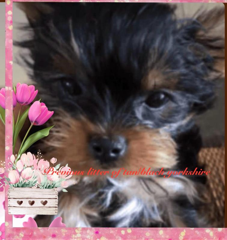 Tiny Yorkshire terrier puppies coming soon