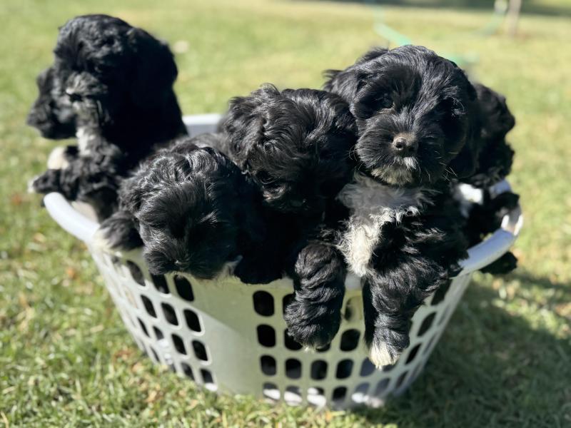 Shoodle puppies price drop