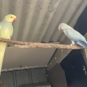 Ringnecks Opalines and split Opalines