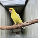 Lutino Yellow Rosella
