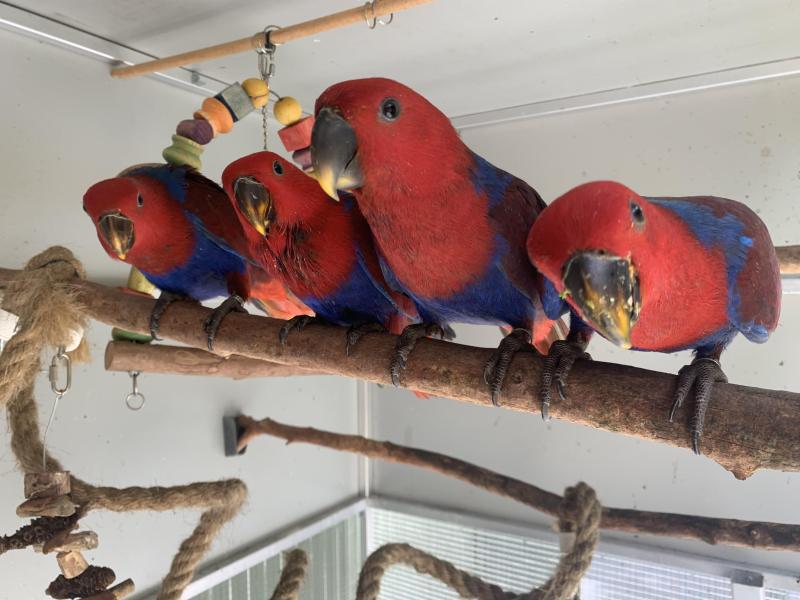 Eclectus Hen Aviary