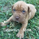 Ultimate mastiff (Dogue de Bordeaux)