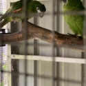 Hahns Breeding pair please read add