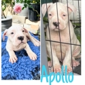 American Staffy
