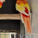 PIED RUBINO EASTERN ROSELLAS PAIR