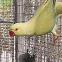 Indian ringneck opaline cleartail breeding pair