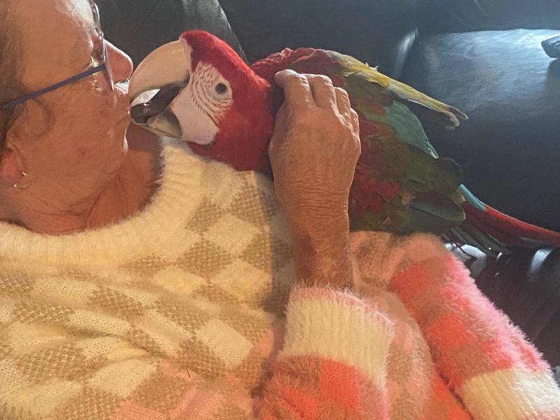 HAND RAISED FEMALE MACAW