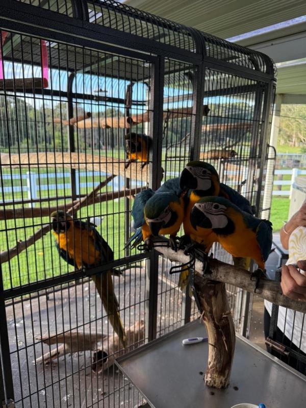 Blue & Gold Macaws
