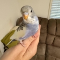 Baby Budgies Hand Tamed