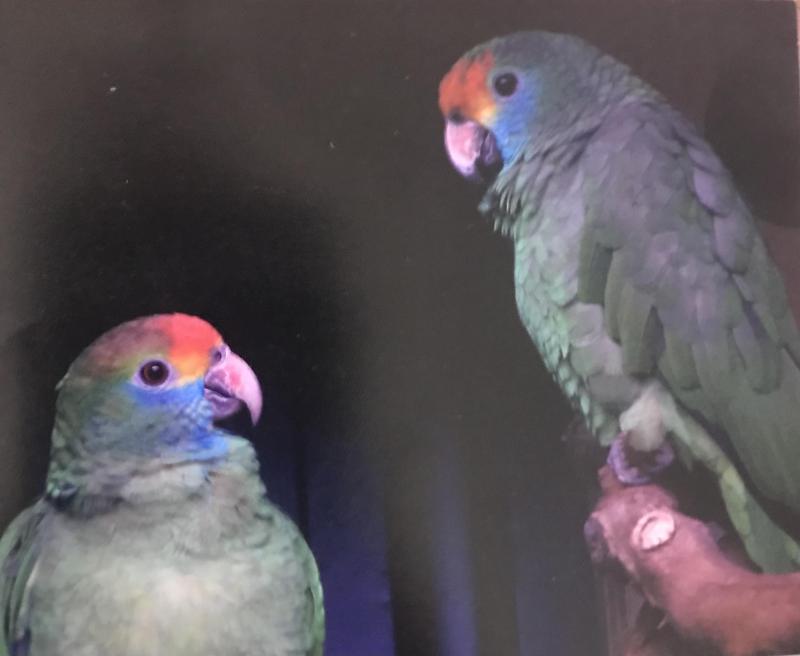 Red Browed Amazons