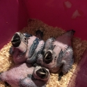 Macaw breeding pairs