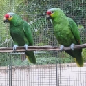 Red-lored Amazons