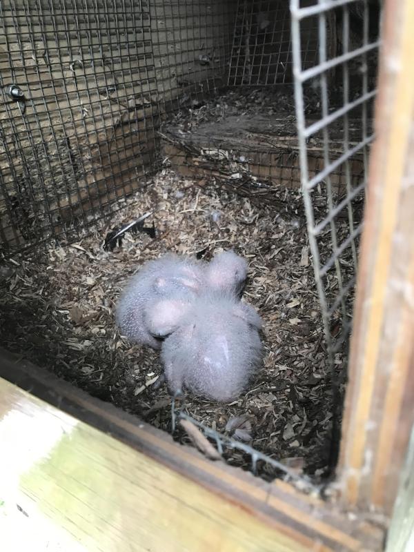 AFRICAN GREY PAIR BREEDING PAIR 9 YEARS OLD WILL M: 0404 457 498 $10,000.00