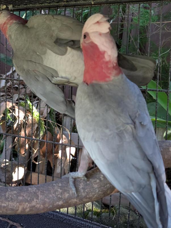 Breeding pair Galahs
