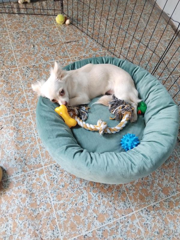 Male apple head chihuahua puppy long haired