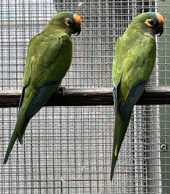 Peachfront Conures