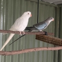 Princess parrots