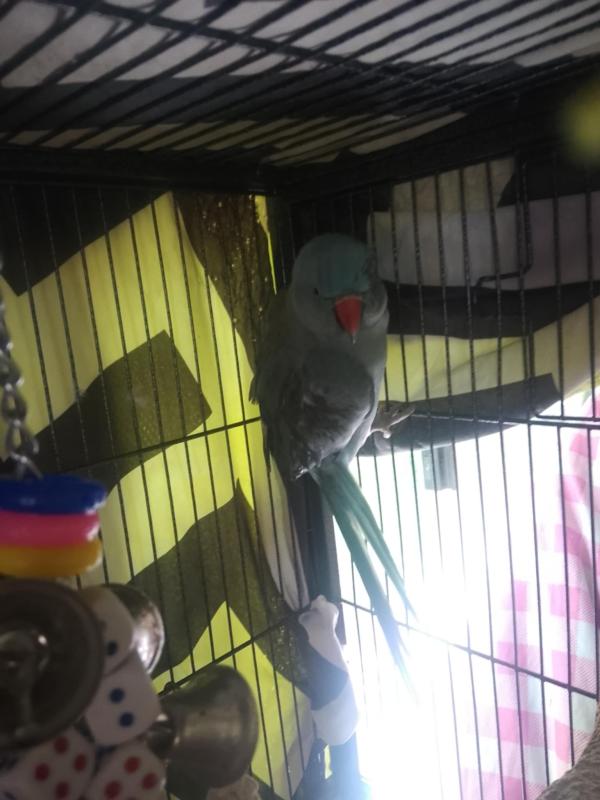 Indian Ringneck