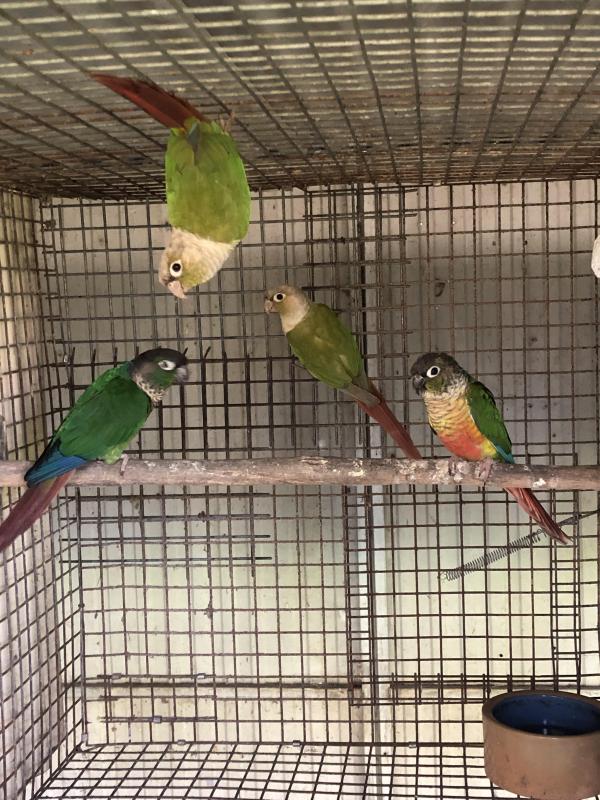 Greencheek conures