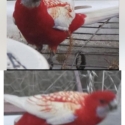 Wanted rosella Mutation