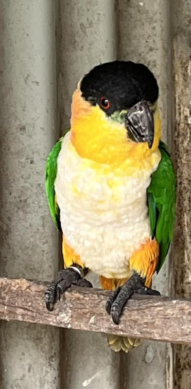 Black Headed Caique