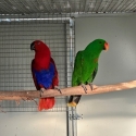 Aru Island Eclectus Pair