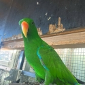 5 pairs of eclectus