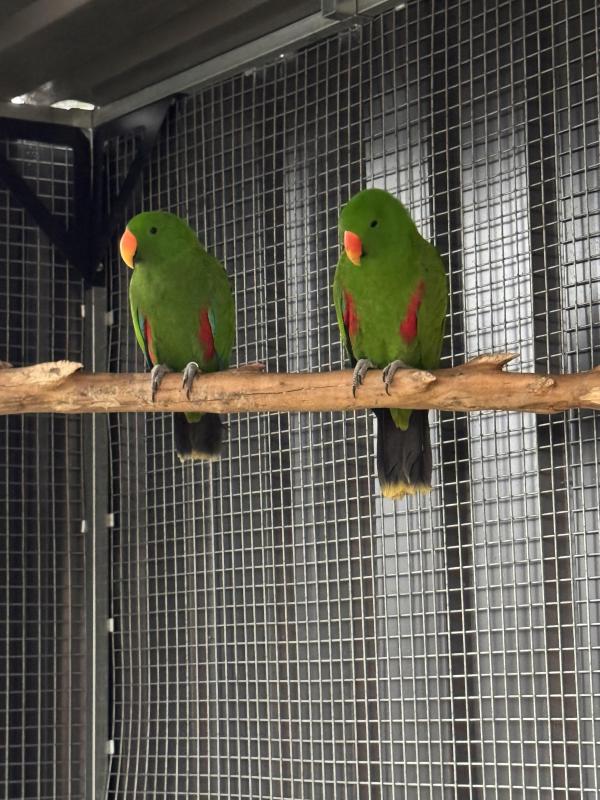 Vosmaeri Eclectus male hand raised