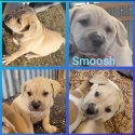 AMERICAN STAFFY X MASTIFF  PUPPIES 9-weeks old
