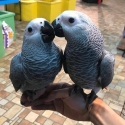 African Grey Parrots For Sale