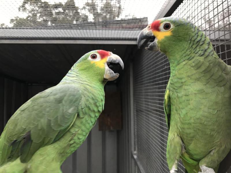 RED LORED AMAZONS