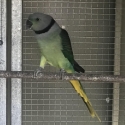 Proven Malabar Hen