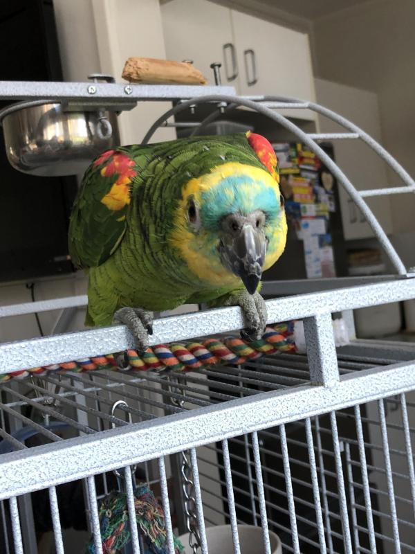 Amazon Blue Parrot