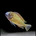 Tropheus kasanga red rainbow
