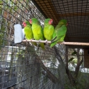 AUST PARROTS & LORIKEETS.