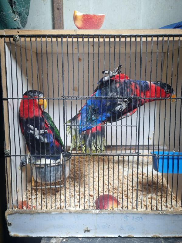 Black caps swift pairs yellow streak hen eclectus