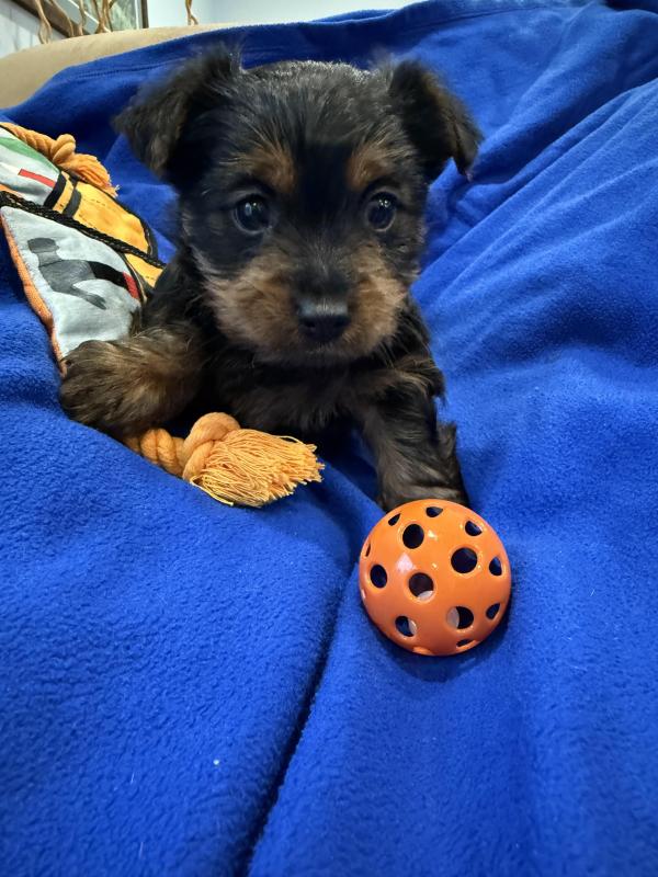 Australian silkie terrier puppies