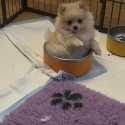 Pomeranian pups ready now