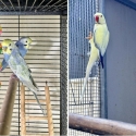 Indian Ringneck Parrots. PRICED TO GO