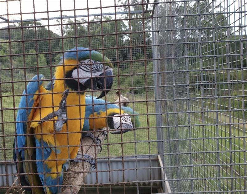 Sellout, Complex, Boxes, Macaws and Ringnecks