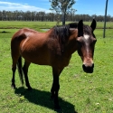 Aged qtr pony