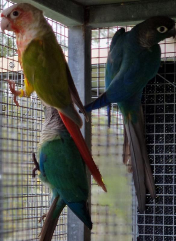 GREEN CHEEK CONURES AVIARY BIRDS