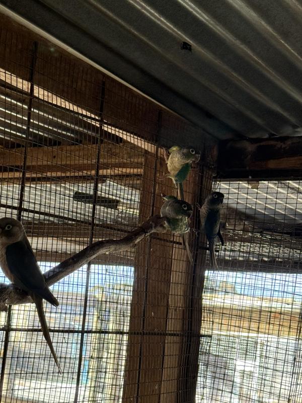 Double factor violet and single factor conures