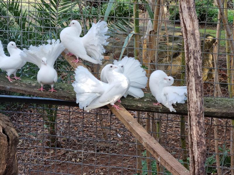 FANTAIL PIGEONS ALL WHITE 12 IN TOTAL