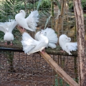 FANTAIL PIGEONS  ALL WHITE  12 IN TOTAL