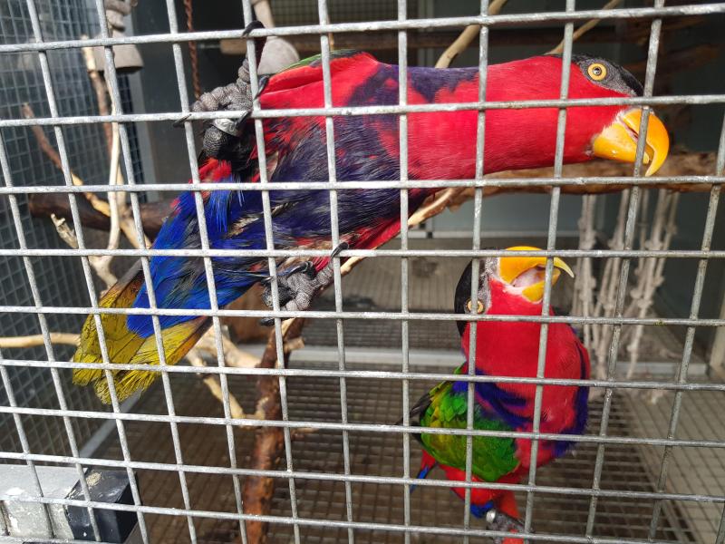 Black cap lory