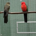 Breeding pair king parrots grey green hen split cinnamon cock