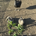 BLACK SWANS Young pair available
